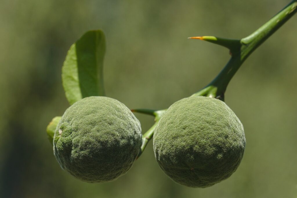 yuzu zelené Na strome vysiace 2 zelené yuzu.