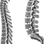 Ilustrovaný obrázok chrbtice