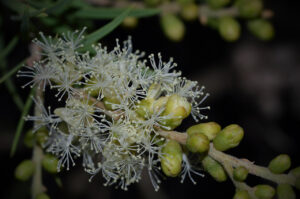Kvet stromu z ktorého sa vyrába Tea tree olej.