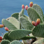 Opuncia figová – účinky na trávenie, žalúdok a pálenie záhy