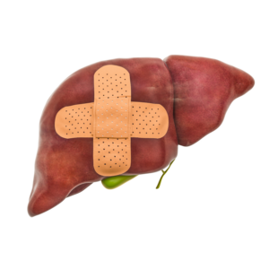 Regenerácia pečene: