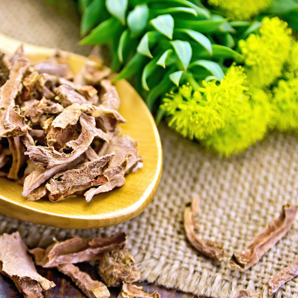 Rhodiola účinky