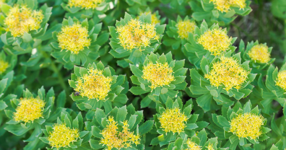 Rhodiola účinky
